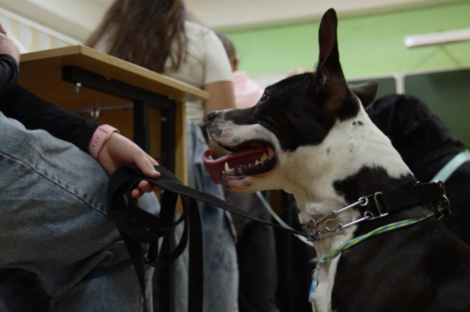 На Камчатке юные кинологи учатся заботиться о собаках и осваивают профессию. Фото: kamgov.ru. Фотография 6