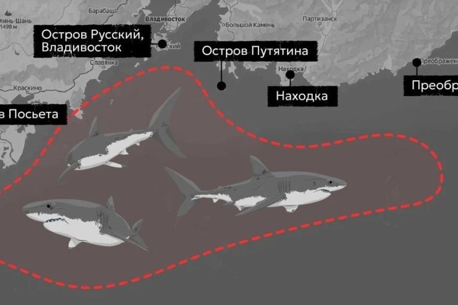 Акулы пришли к берегам Дальнего Востока вслед за тунцом. https://max.ru/novosti/AZ61oAL9ICI. Фотография 1